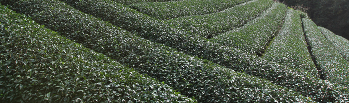 Tealet Growers